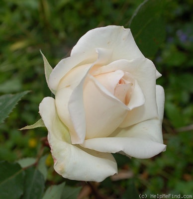 'William R. Smith' rose photo