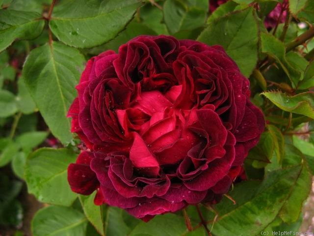 'John Bright' rose photo