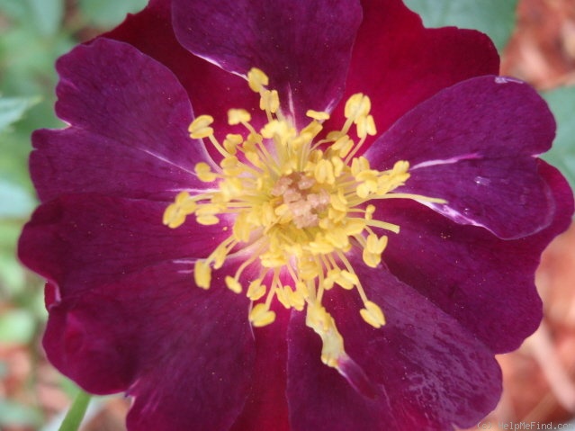 'Violette (Hybrid Multiflora, Turbat, 1921)' rose photo