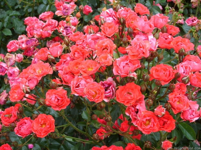 'Orange Triumph' rose photo