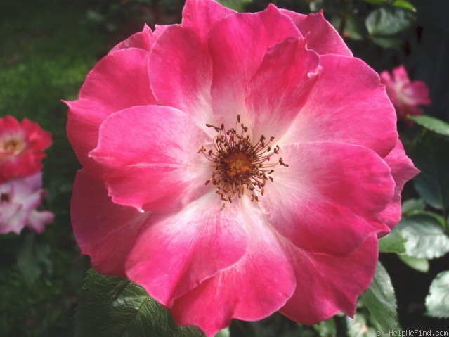 'Elias' rose photo
