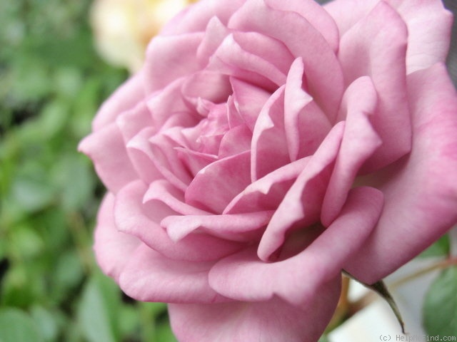 'Ernie' rose photo