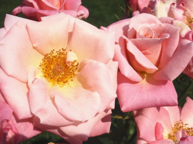 'Pink Parfait' rose photo