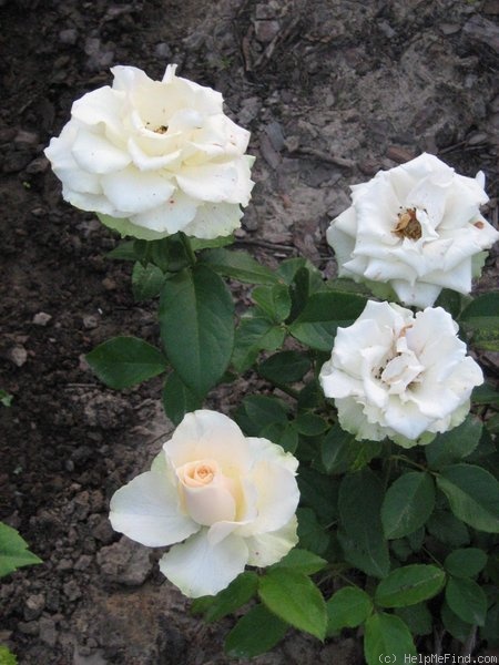 'Vanilla (florist rose, Kordes 1994)' rose photo