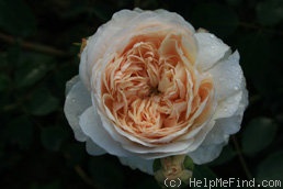 'Lichfield Angel' rose photo