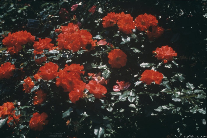 'Michael Leek' rose photo