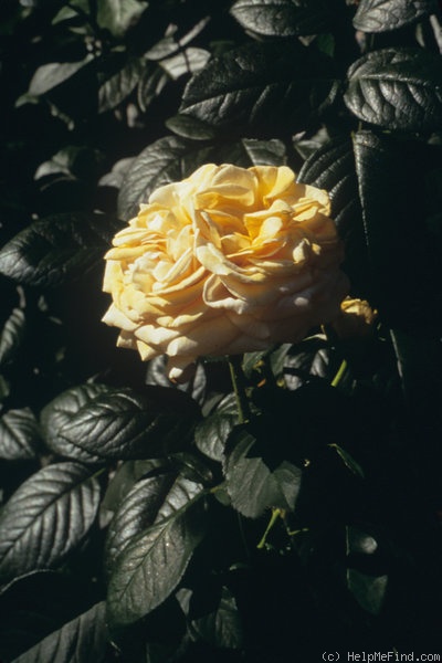 'Brother Sun' rose photo