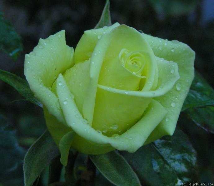 'Jade ® (hybrid tea, Tantau 2000)' rose photo