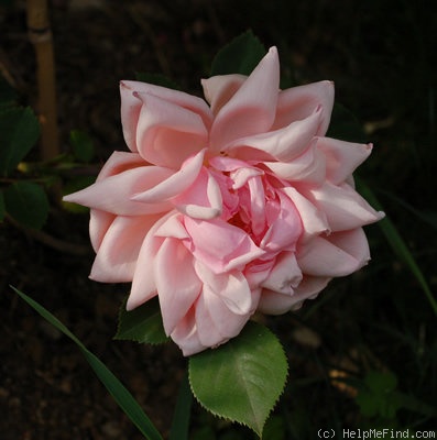 'Albertine (hybrid wichurana, Barbier, 1921)' rose photo