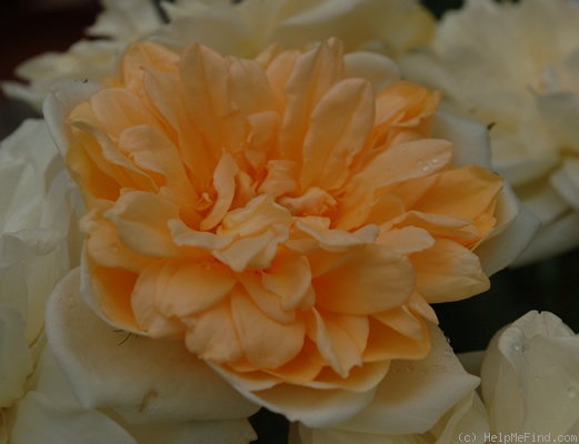 'Alister Stella Gray (noisette, Gray, 1894)' rose photo