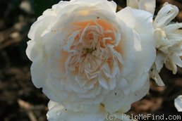 'Sombreuil (LCl, Unknown circa 1940)' rose photo