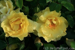 'Limesgold' rose photo