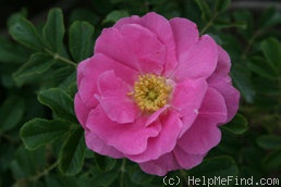 'Hokkaido' rose photo