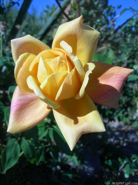 'Sutter's Gold (Hybrid Tea, Swim, 1946)' rose photo