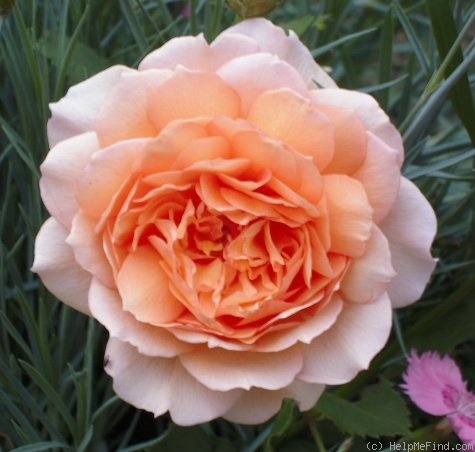 'Janine Sheila' rose photo