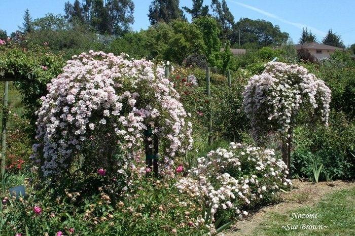 'Vintage Gardens Historical Archive'  photo