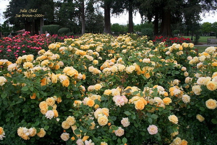 'San Jose Municipal Rose Garden'  photo