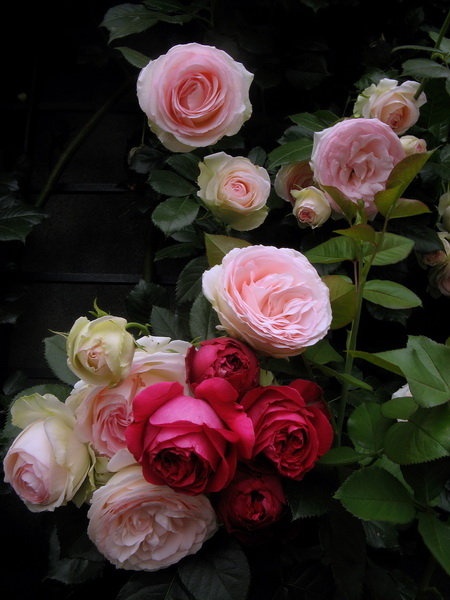 'Antonio Motta'  photo