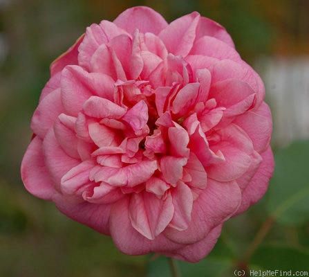 'Archiduc Joseph' rose photo