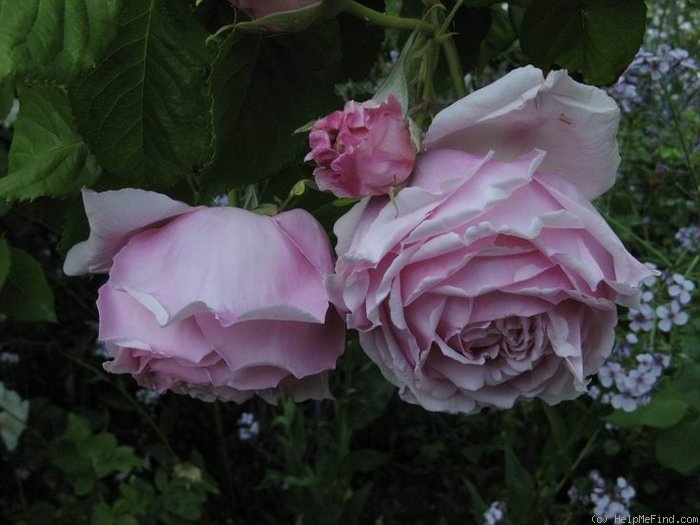 'Tolstoi' rose photo