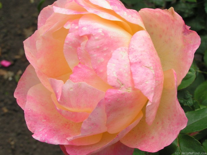 'Apricot Queen Elizabeth' rose photo