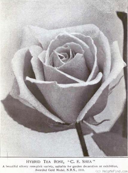 'C. E. Shea' rose photo