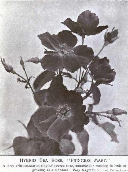 'Princess Mary (hybrid tea, Hicks 1915)' rose photo