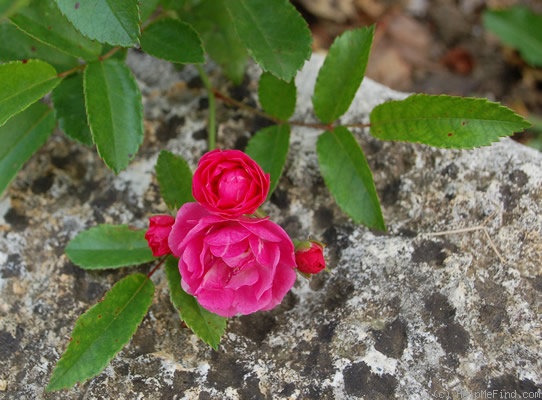 'Brewood Belle' rose photo