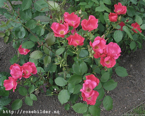 'Kirsten Poulsen' rose photo