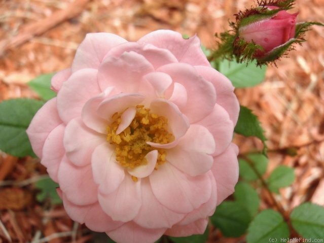 'Dresden Doll' rose photo