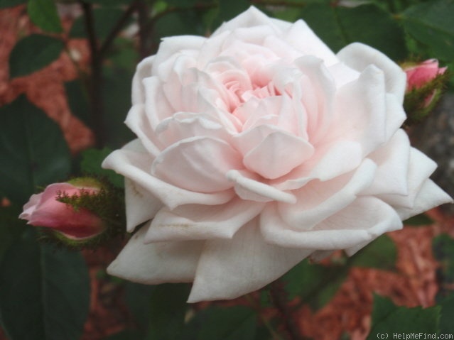 'Lady Moss' rose photo
