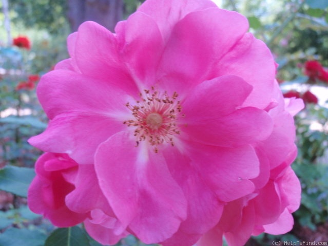 'Frontenac' rose photo