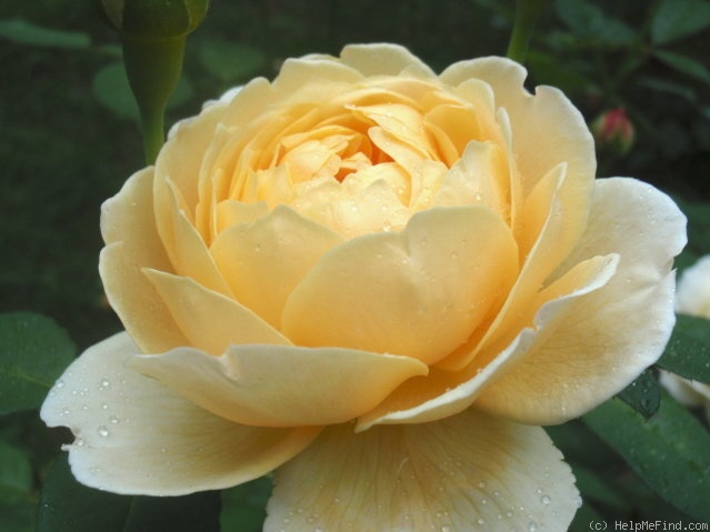 'Charlotte (shrub, Austin before 1992)' rose photo