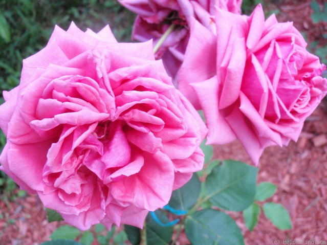 'Curly Pink' rose photo