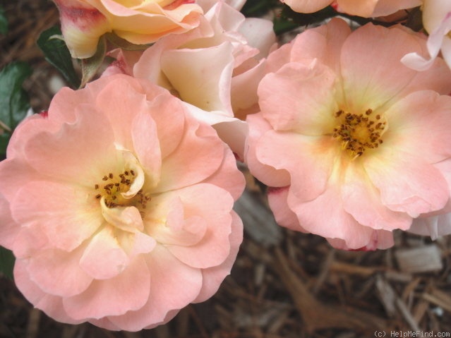 'Peach Drift ®' rose photo