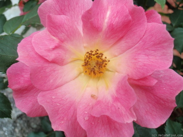 'Rosenstadt Zweibrücken ®' rose photo