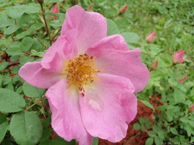 'Marguerite Hilling' rose photo