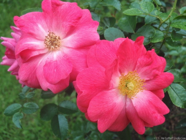 'Flower Carpet Pink Supreme' rose photo