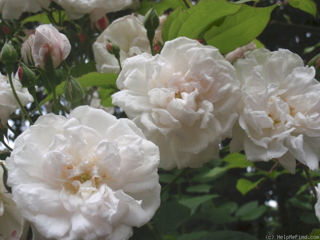 'Baltimore Belle (rambler, Feast, 1843)' rose, click to enlarge 'Baltimore Belle (rambler, Feast, 1843)' rose photo