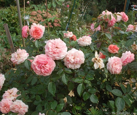 'Chippendale ®' rose photo