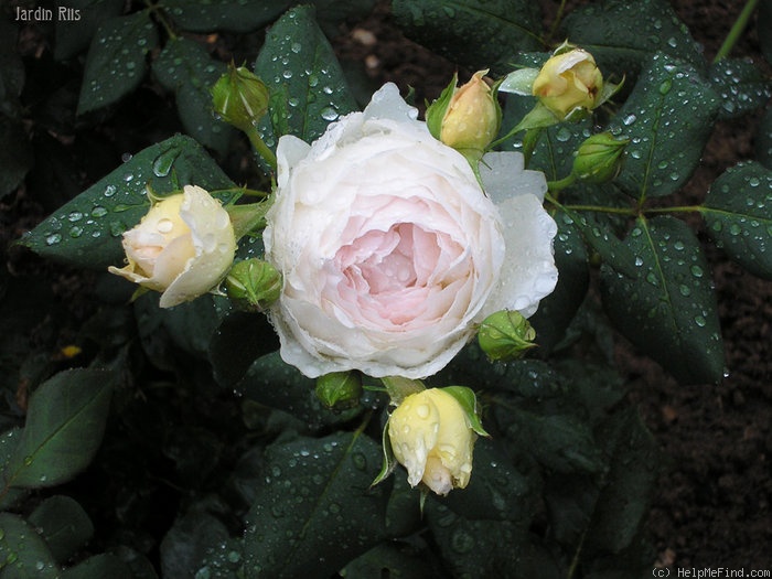 'Michèle Morgan ®' rose photo