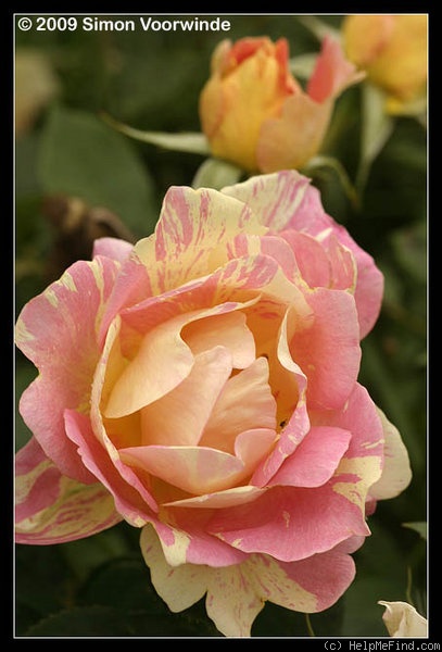 'DELarle' rose photo