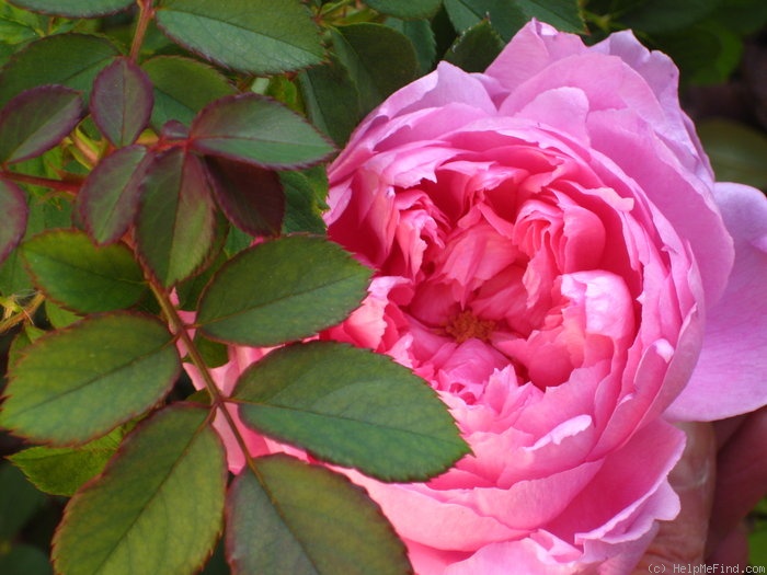 'Alan Titchmarsh' rose photo