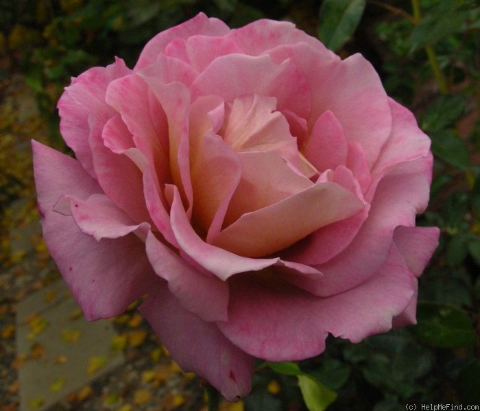 'Twilight Zone (Grandiflora, Williams 1996)' rose photo