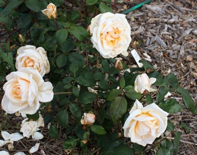 'Ruston's Rose Garden Historic Archive'  photo