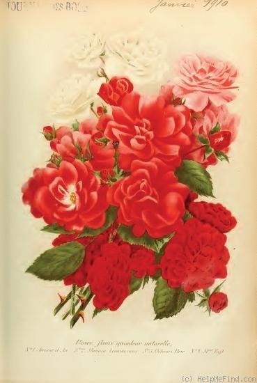 'Maman Levavasseur' rose photo