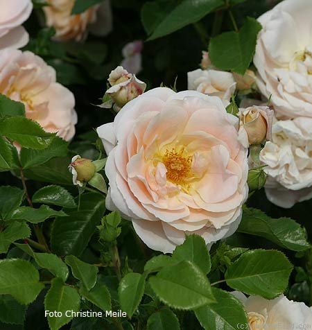 'Isarperle ®' rose photo