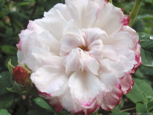 'Léda (damask, Unknown before 1827)' rose photo