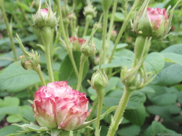 'Léda (damask, Unknown before 1818)' rose photo