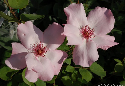 'Dainty Bess' rose photo